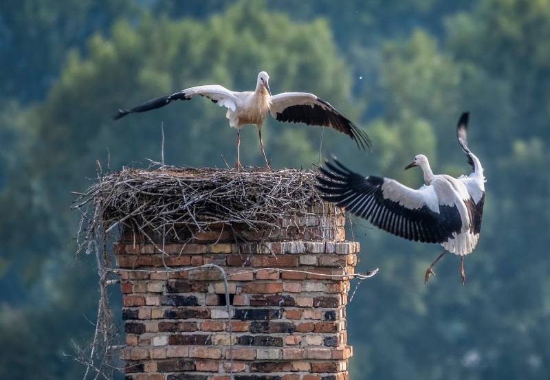 Expert Chimney Animal Removal in Santee, CA Professional Chimney Animal Removal Services in Santee, California