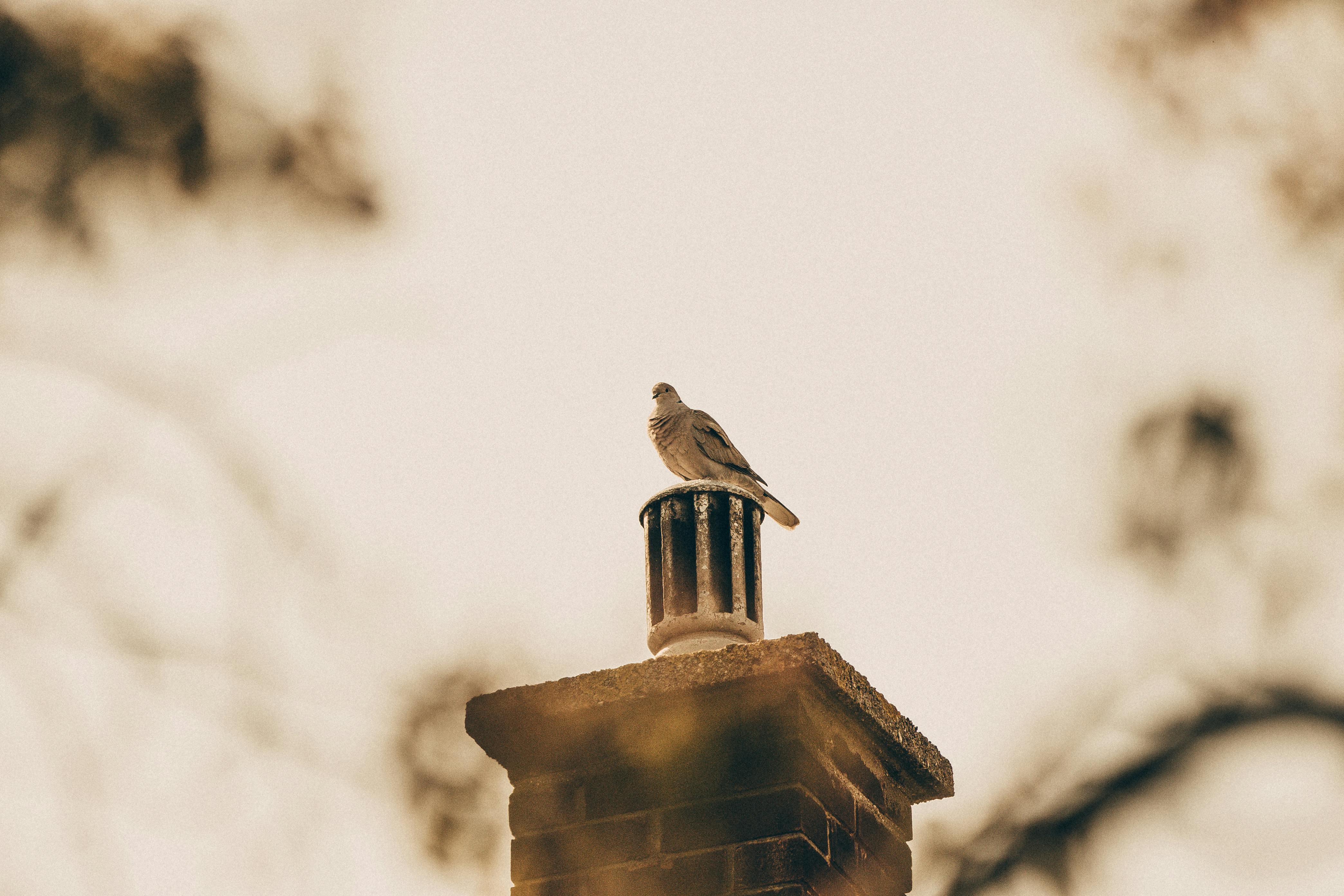 Professional Chimney Cap Installation Services in Santee, CA Expert Chimney Cap Installation in Santee, California